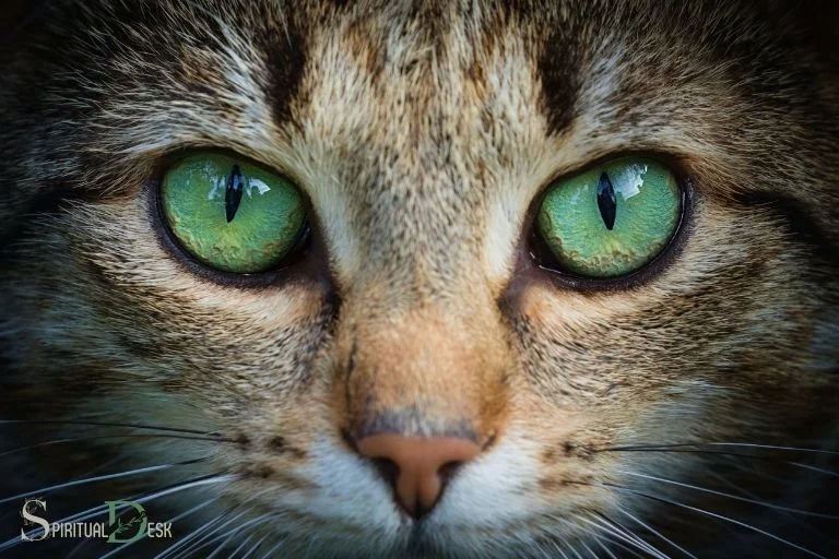 the-mystical-insights-unveiling-the-spiritual-meaning-behind-the-one-eyed-cat-phenomenon