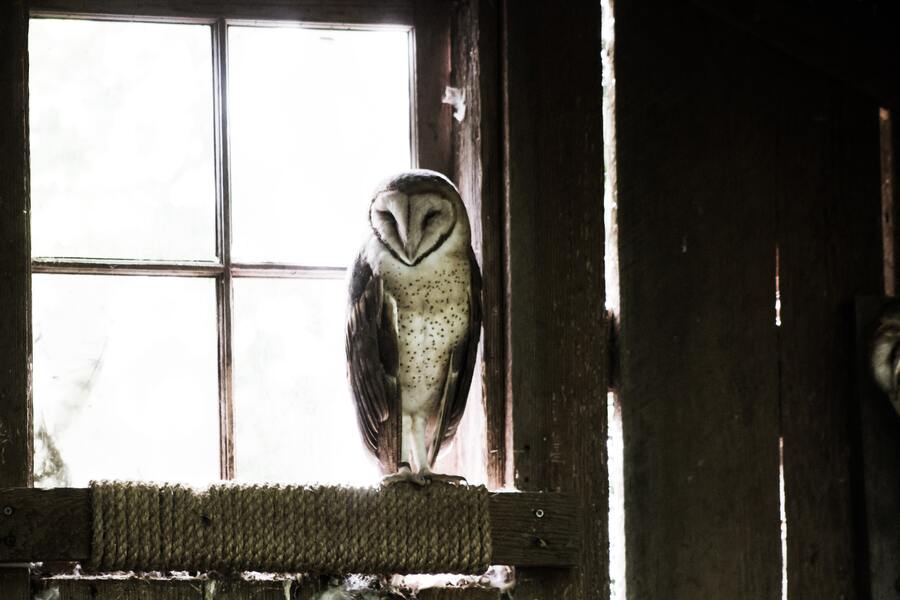 The Hidden Symbolism of Owl Hooting Outside My Window