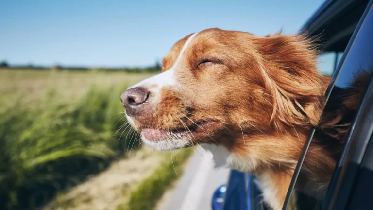The Spiritual Interpretation of a Dog Hit by Car