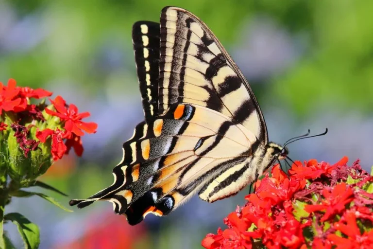 Unveiling its Spiritual Meaning of Tiger Swallowtail