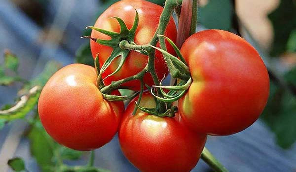 The Spiritual Meaning Behind this Vibrant Fruit(Tomatoes)