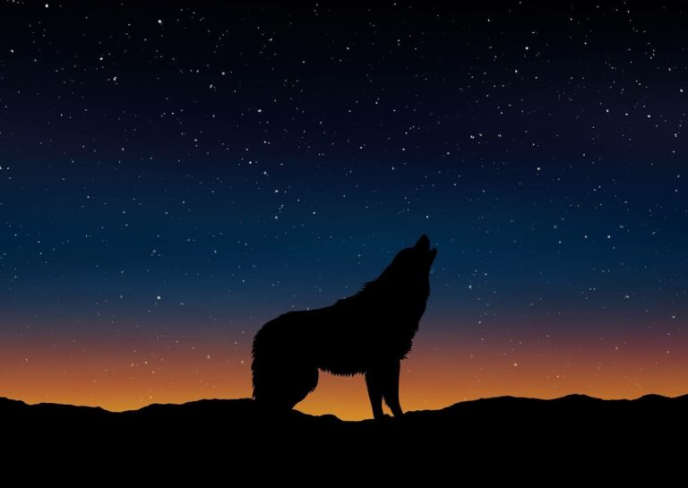Unveiling the Spiritual Symbolism of Black Wolves