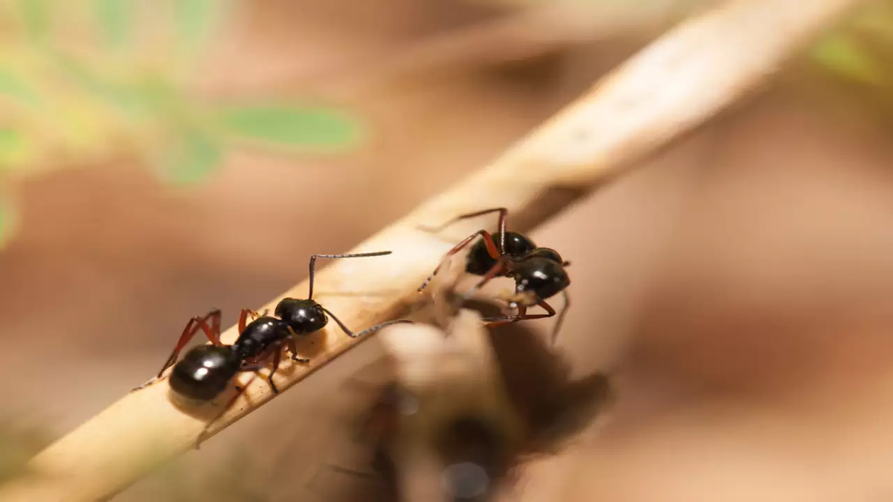 The Mystical Meaning of Ants Appearing Out of Nowhere