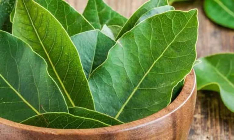 The Mystical Meaning of Bay Leaf