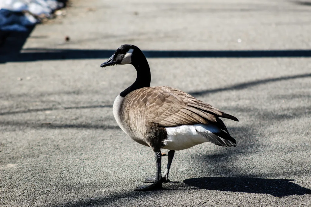 The Spiritual Meaning of 3 Geese