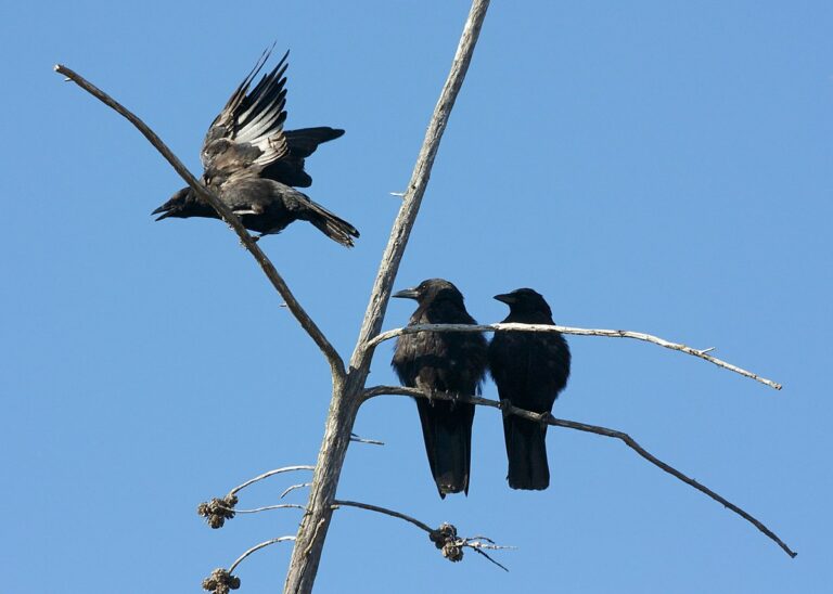 The Spiritual Significance of 3 Crows
