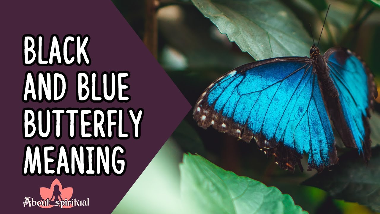 The Fascinating Symbolism of Black and Blue Butterflies